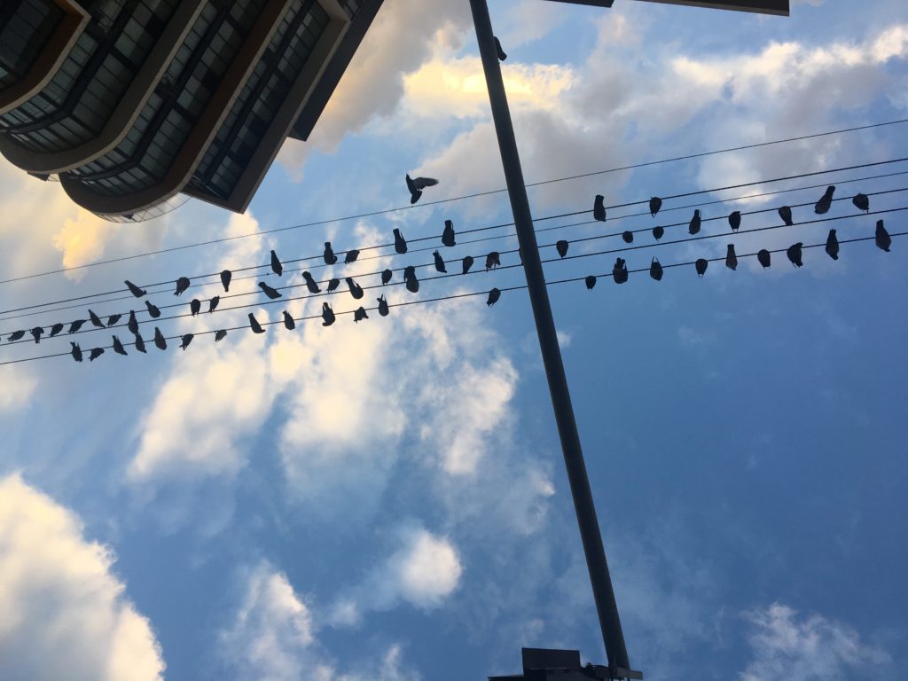 TLV Yafo sky birds