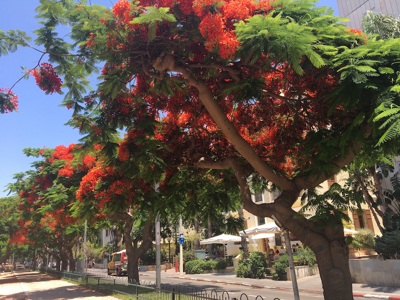 Rothschild Blvd Tel Aviv Israel tree flowers