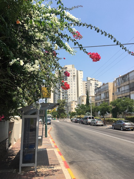 TLV flowers