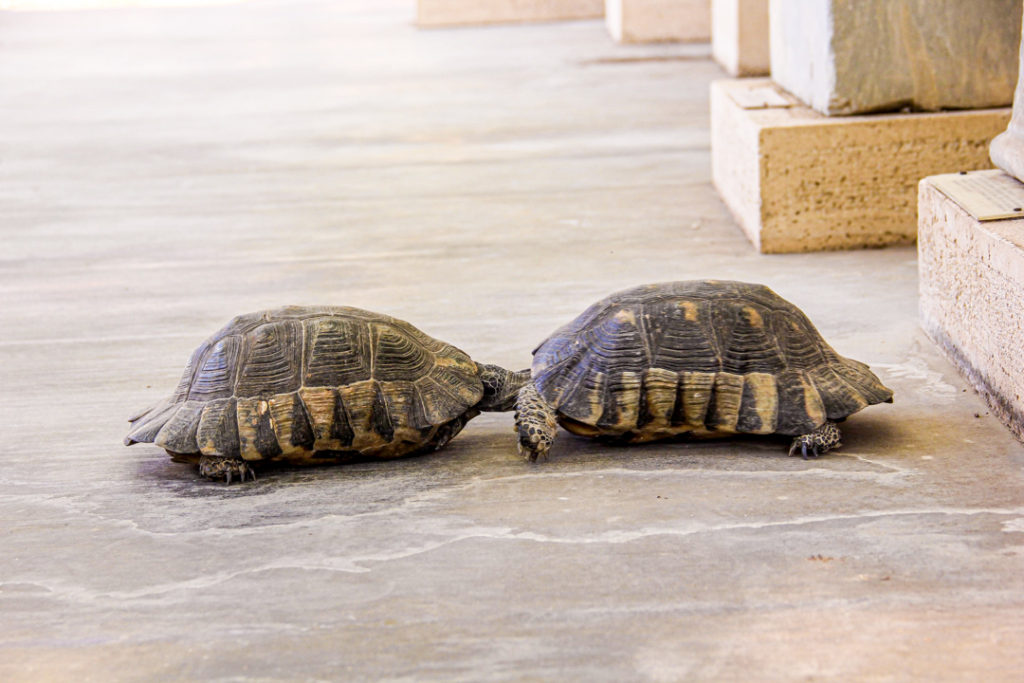 Is Athens Worth Visiting in 2022? Yes, to see the Acropolis Turtles!