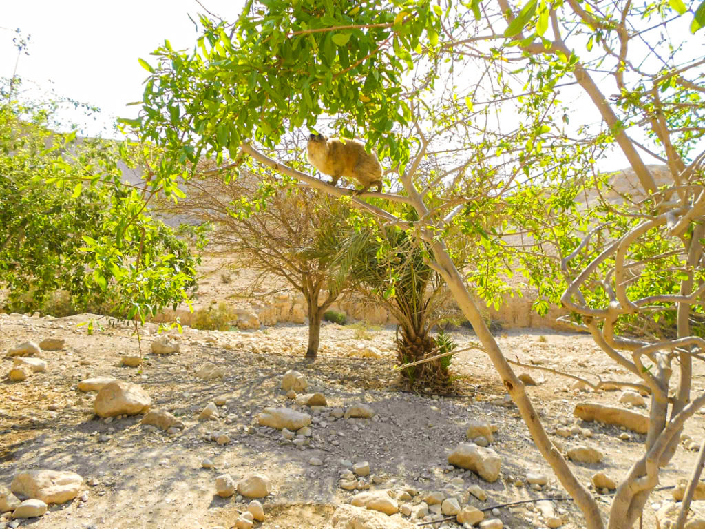 Israel Ein Gedi, a coney or rock badger in a tree at the nature reserve of the biblical site