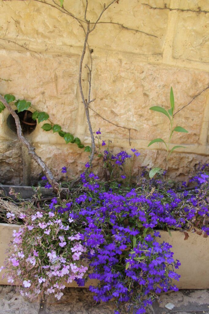 Jerusalem, Israel flowers