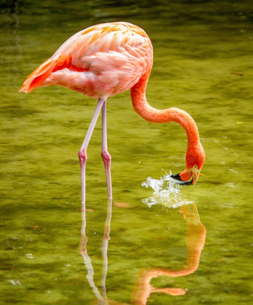 Flamingo in Tampa, Florida