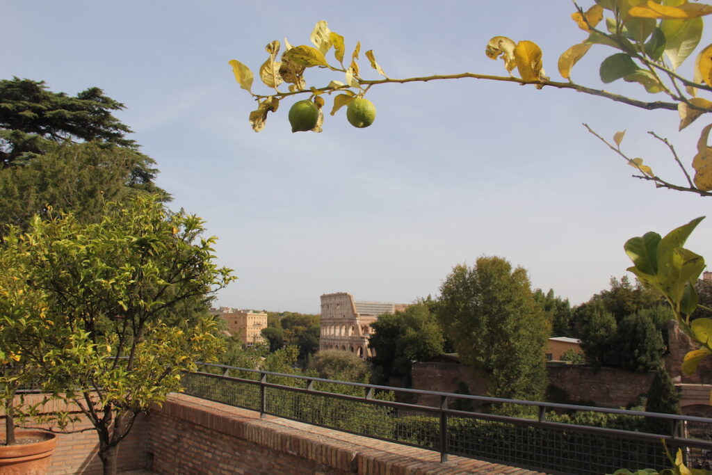 The Colosseum in Rome, Italy as viewed from the Roman Forum sites, with olive branch framing it from above