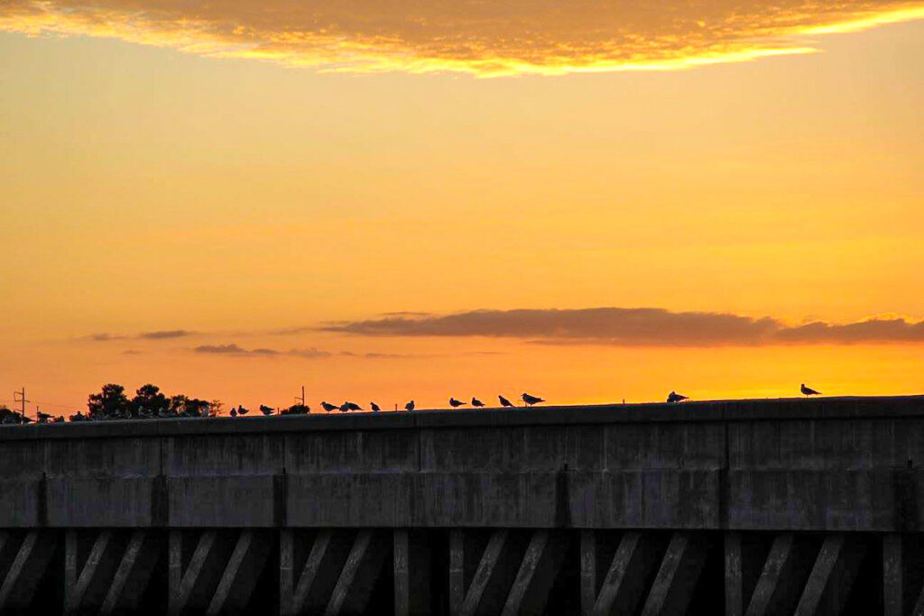 Birds perched on a ledge at sunset