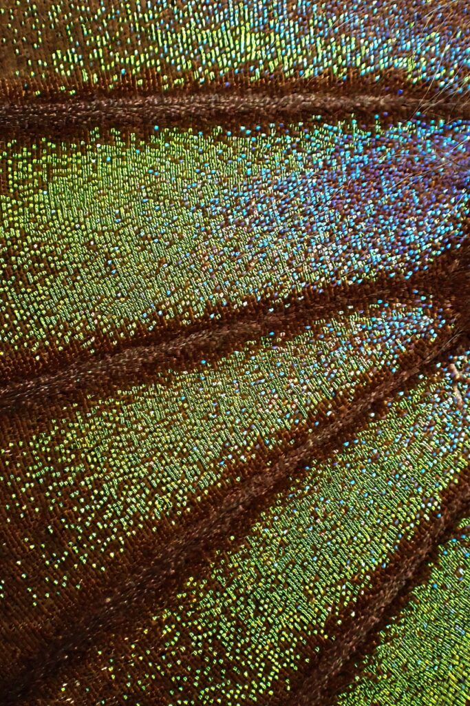 A photo of a Butterfly wing, photograped with an OM System TG-7 in microscope mode, using an FD-1 flash diffuser