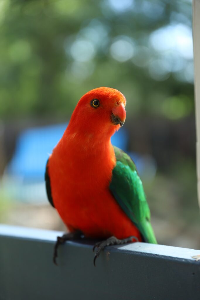 A colorful parrot in a photo taken by a Canon 6D Mark II DSLR