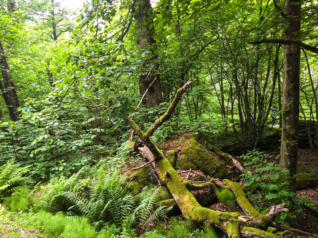 Nature scene outside Gothenburg, Sweden in the forest